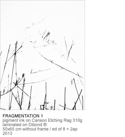 Owl Image